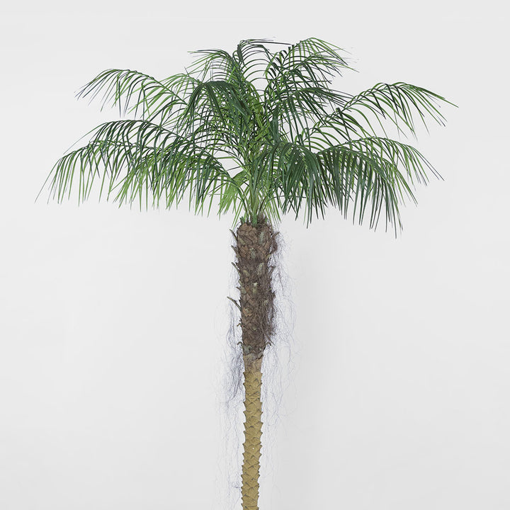 Phoenix Palm 2.1m