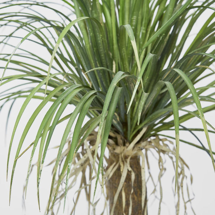 Grass Tree Small 1.1m