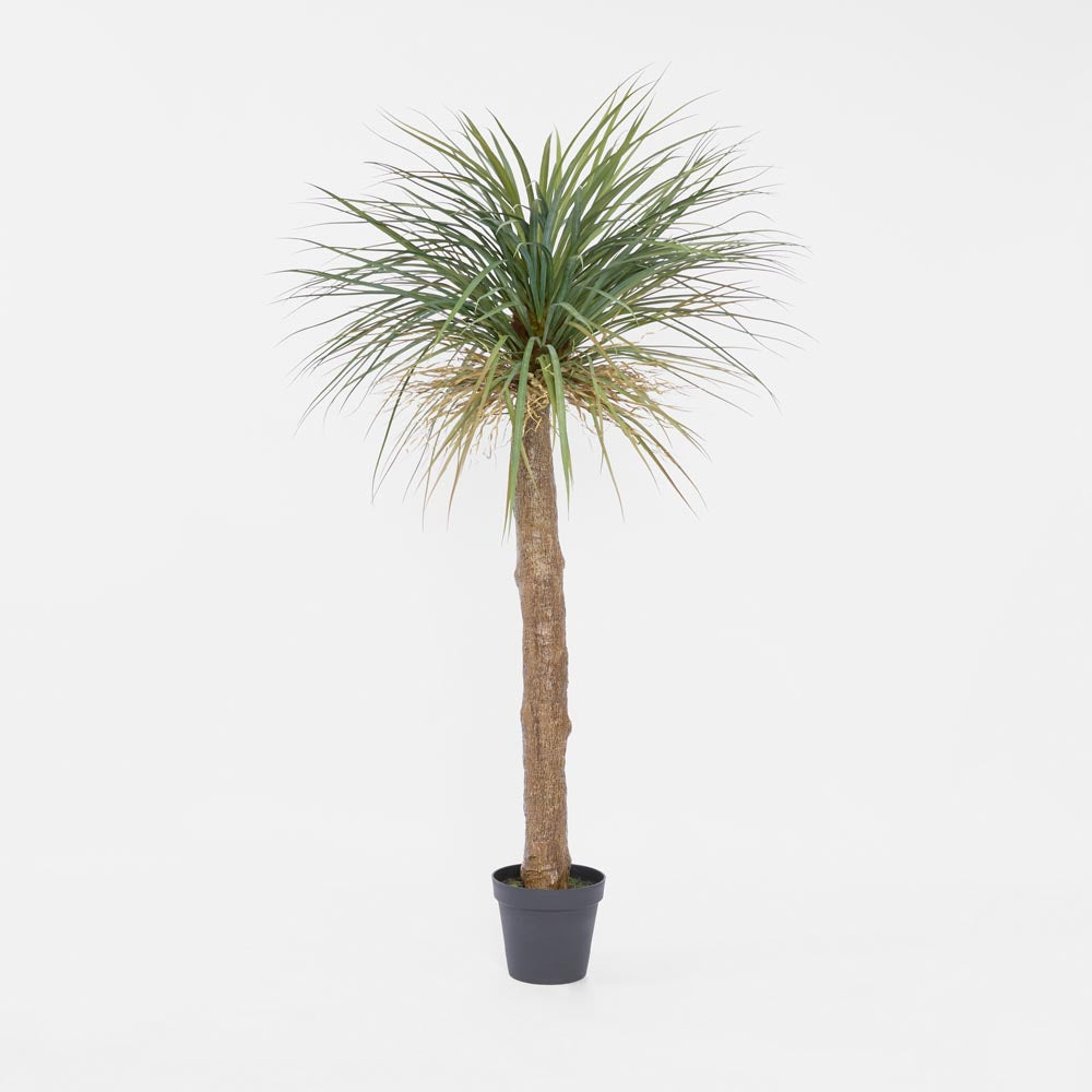 Grass Tree Large 2m