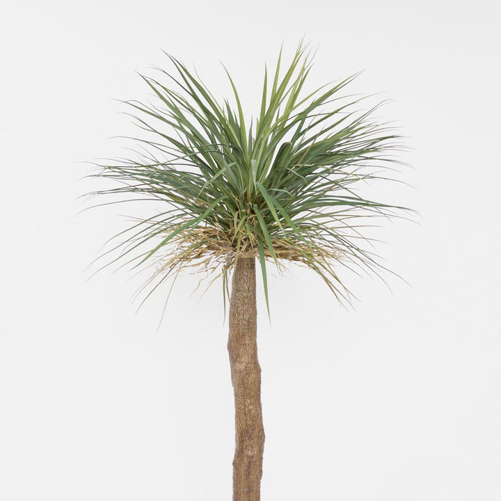 Grass Tree Large 2m