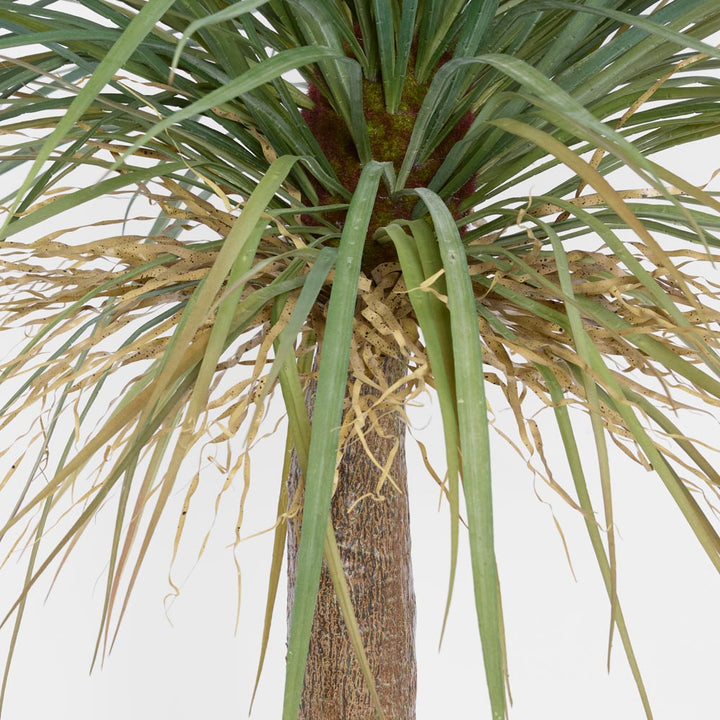 Grass Tree Large 2m