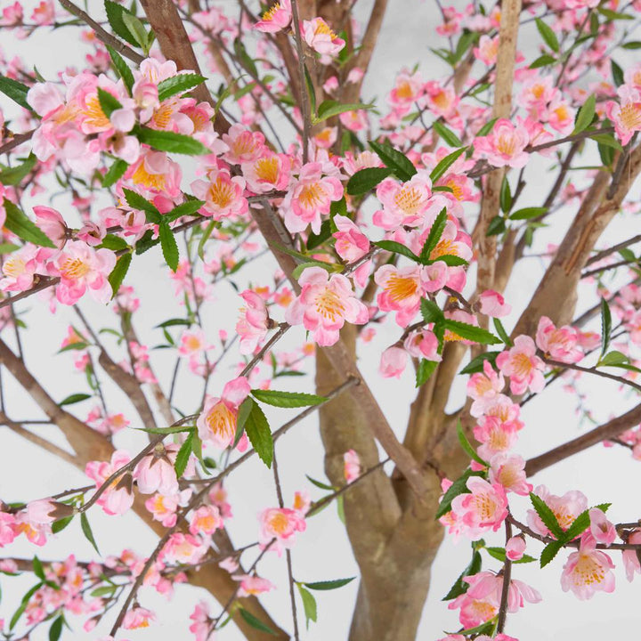 Giant Cherry Blossom Tree 2.4m