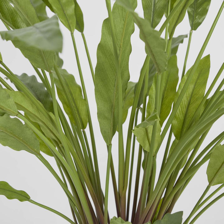 Calathea Potted Bush
