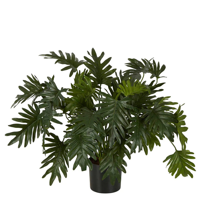 Split Philo Potted Bush 75cm