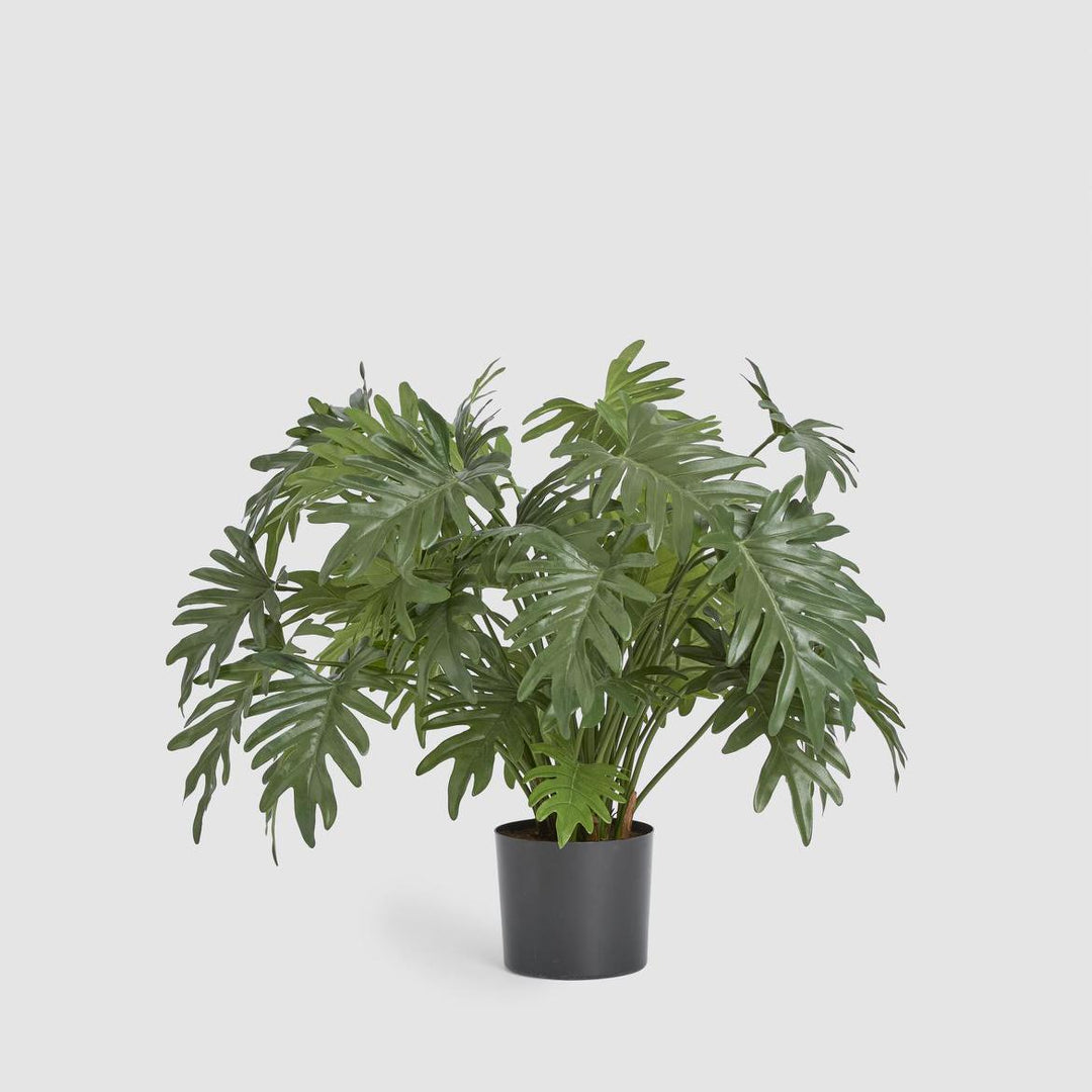 Split Philo Potted Bush 75cm