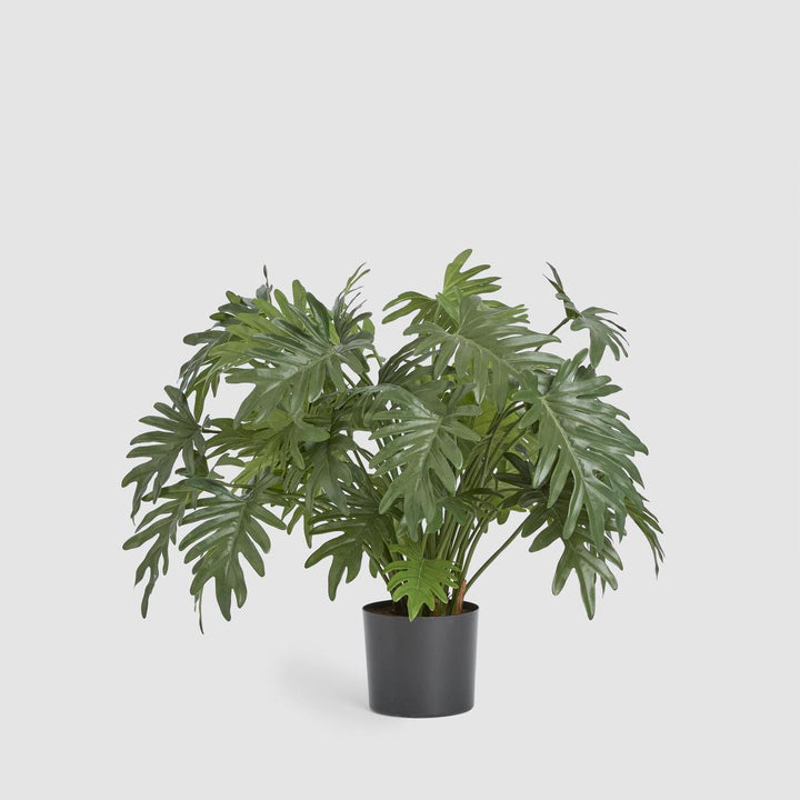 Split Philo Potted Bush 75cm