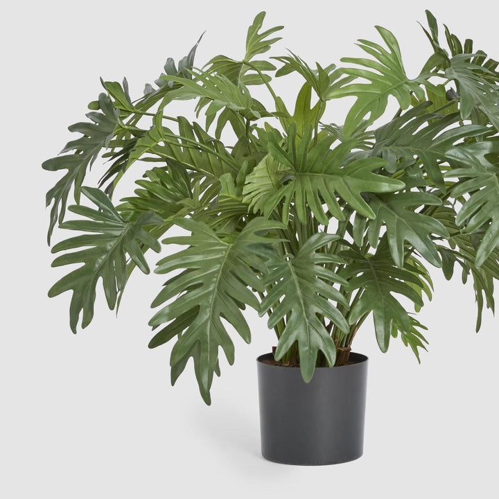 Split Philo Potted Bush 75cm