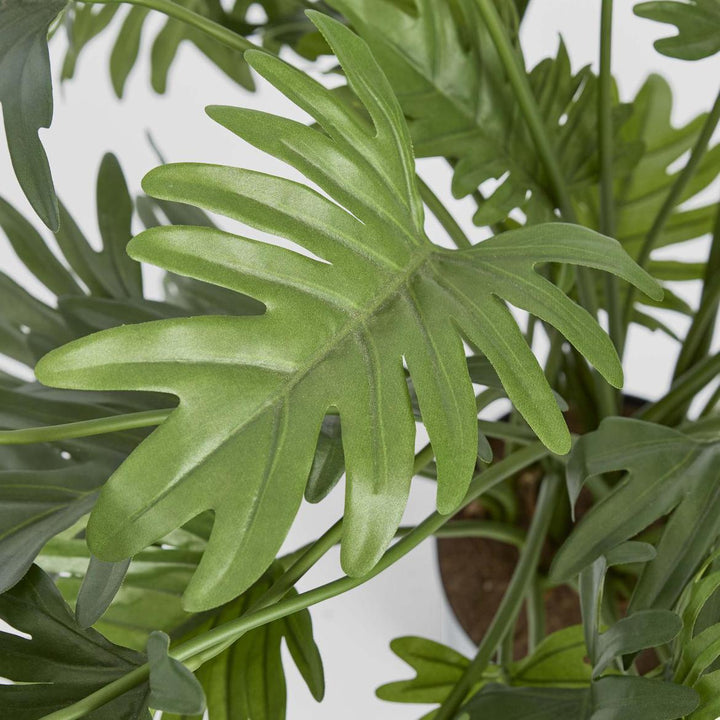 Split Philo Potted Bush 75cm