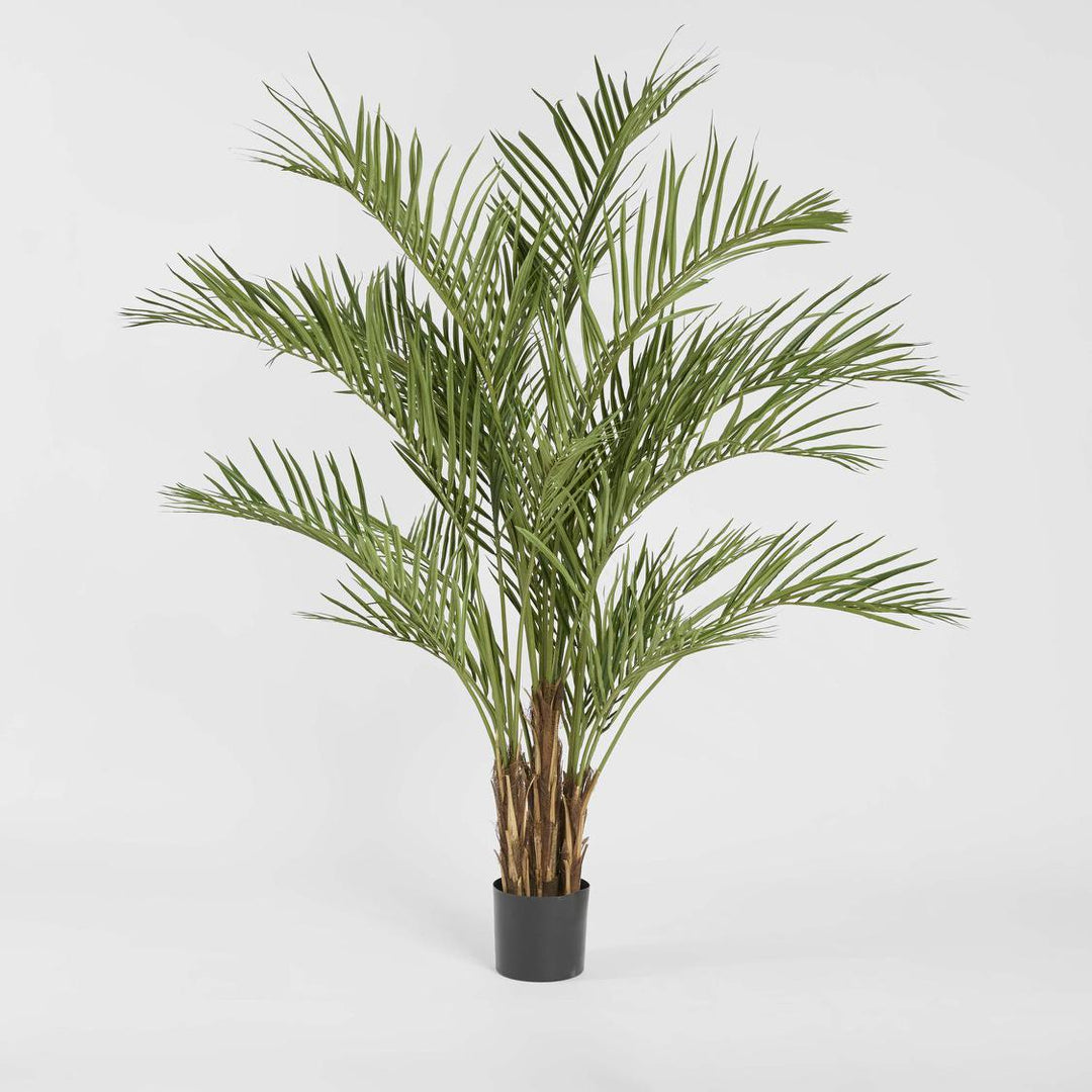 Palm Tree 2m