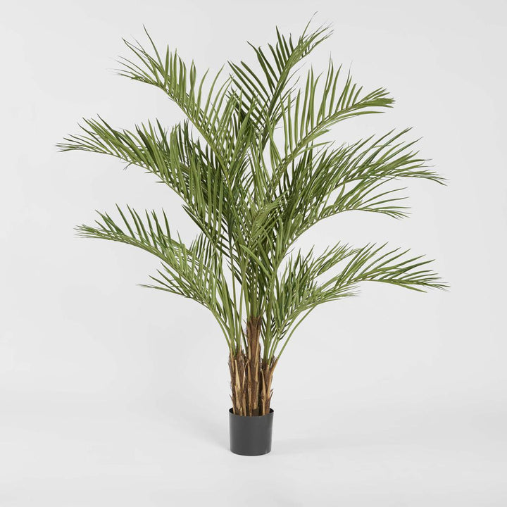 Palm Tree 2m