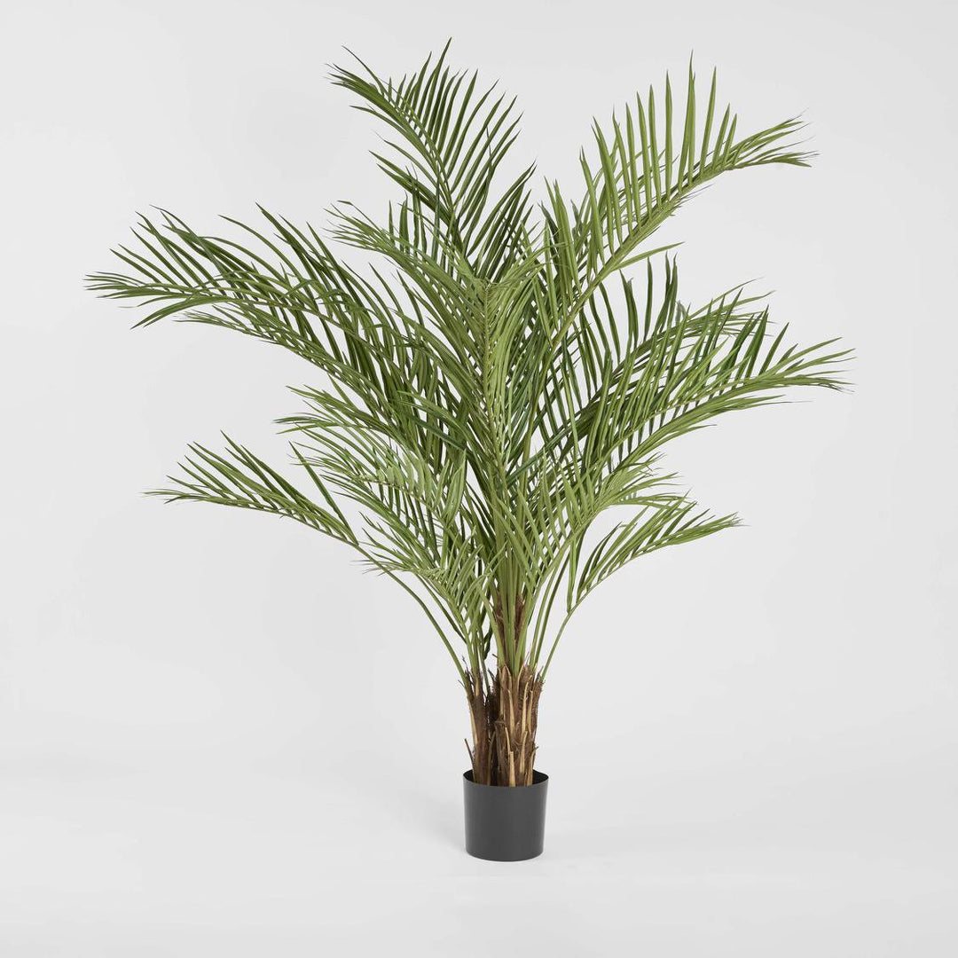 Palm Tree 2m