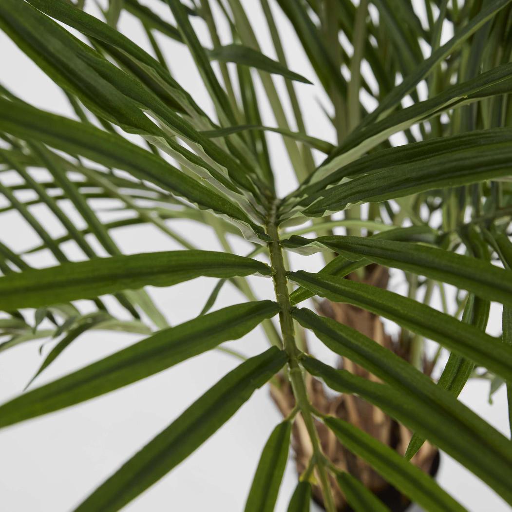 Palm Tree 2m