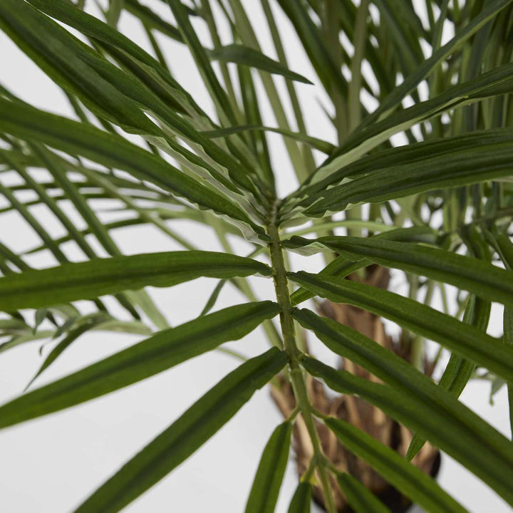 Palm Tree 2m