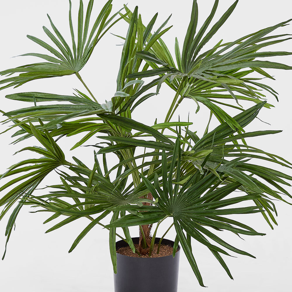 Baby Fan Palm Potted Bush w/17 Leaves 45cm