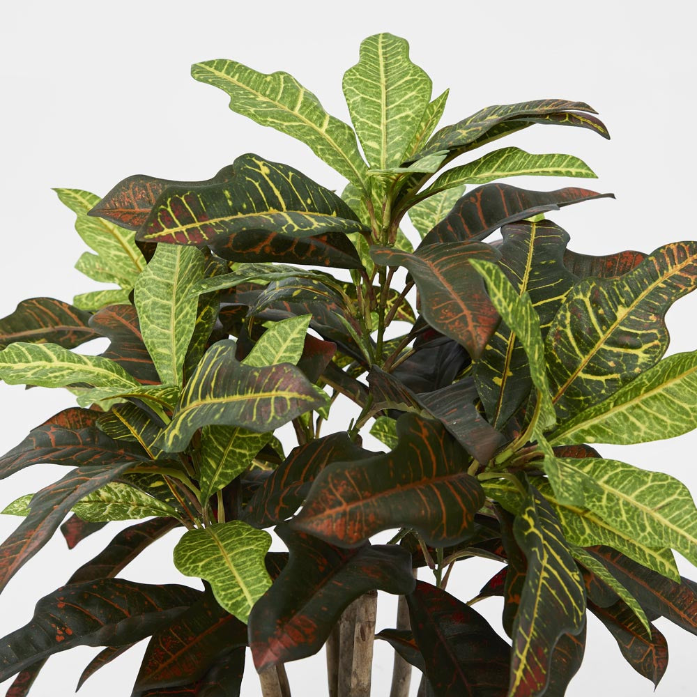 Croton Tree In Black Pot