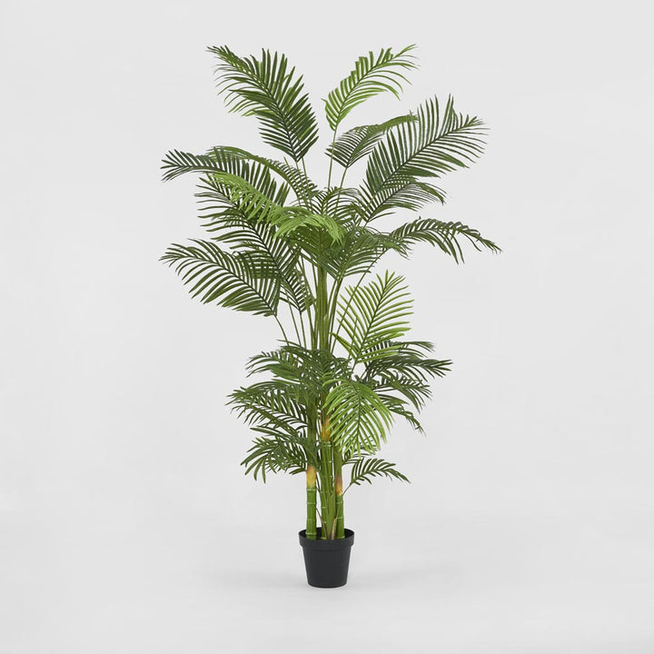 Palm Tree Real Touch In Black Plastic Pot