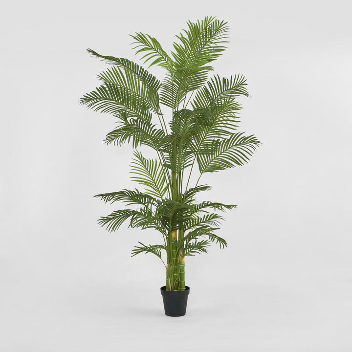Palm Tree Real Touch In Black Plastic Pot
