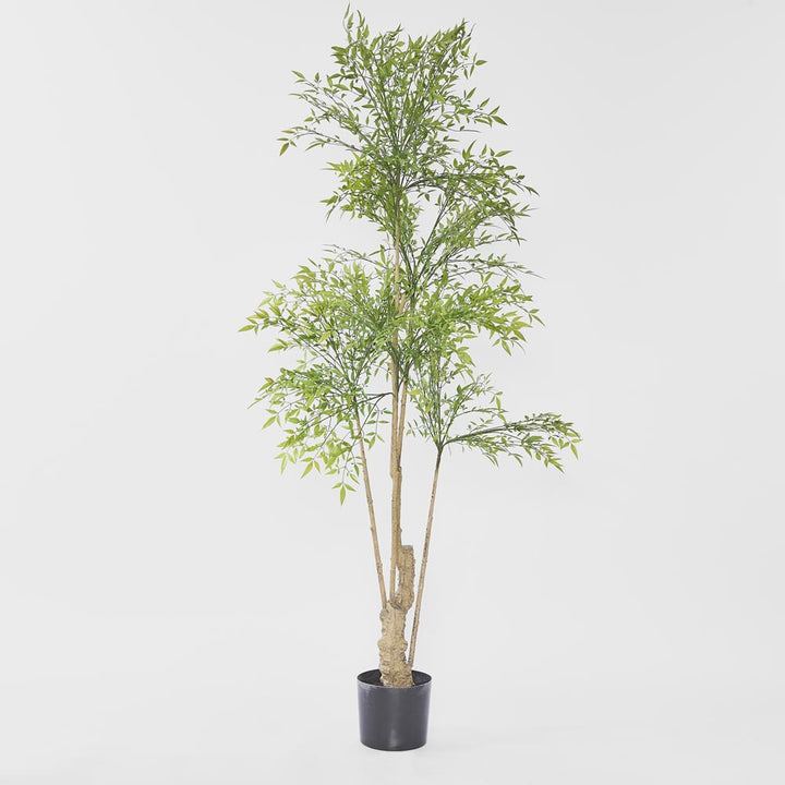 Nandina Tree 180 CM