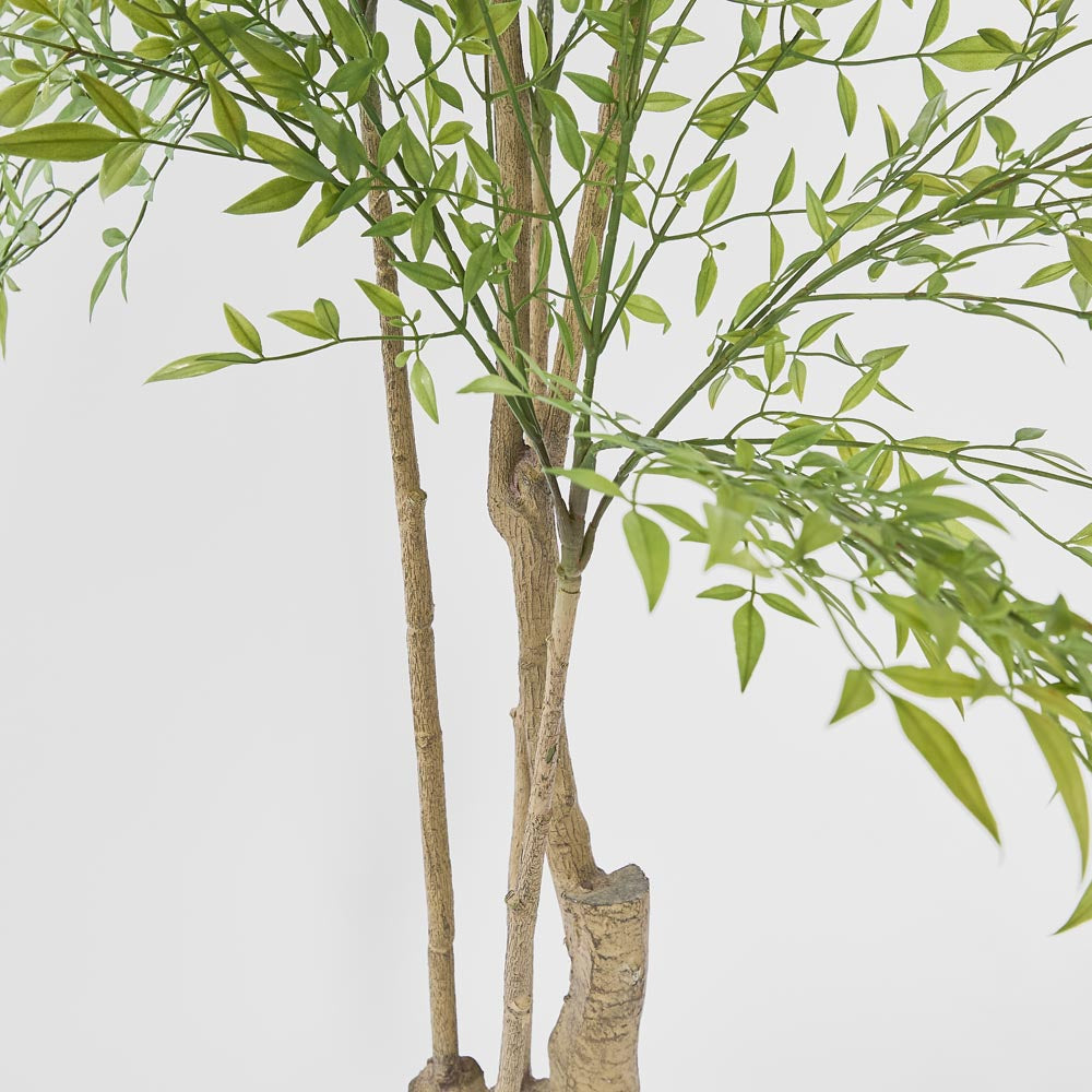 Nandina Tree 180 CM