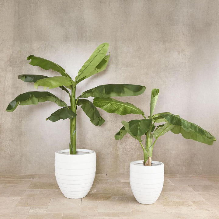 Royal Banana Tree 120cm