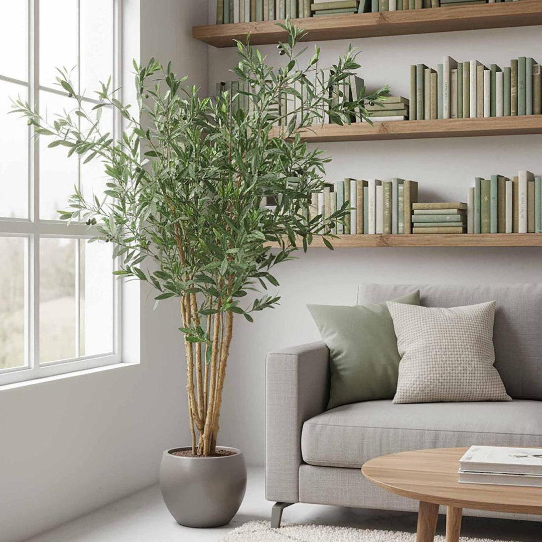 Olive Tree 120cm