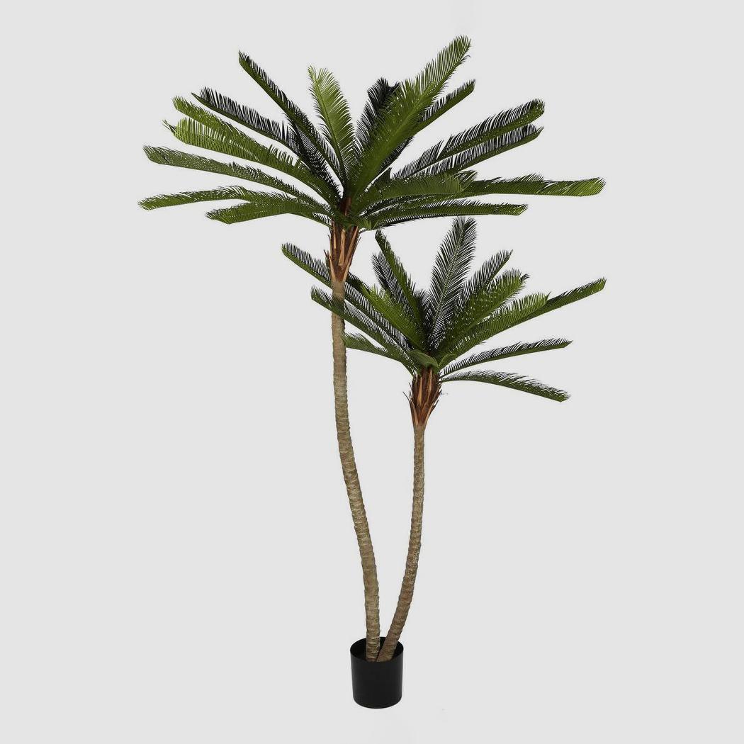 Cycus Palm Tree 220cm