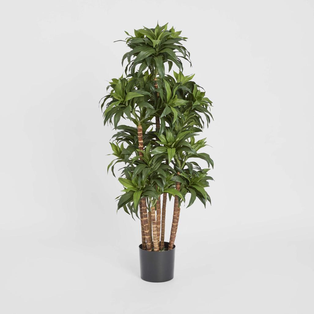 Dracaena Fragrans Multi Tree X8 / 576 Leaves Green