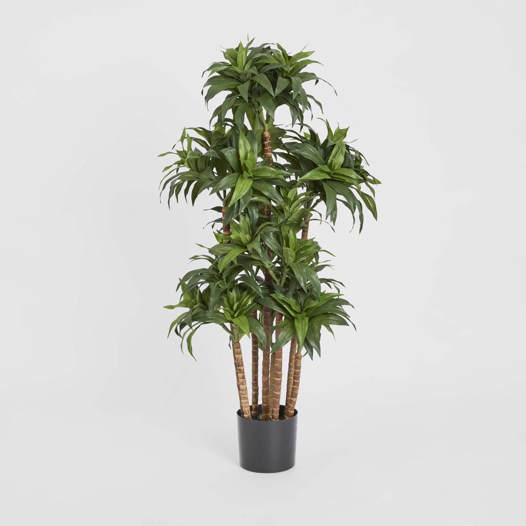 Dracaena Fragrans Multi Tree X8 / 576 Leaves Green