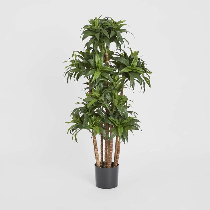 Dracaena Fragrans Multi Tree X8 / 576 Leaves Green