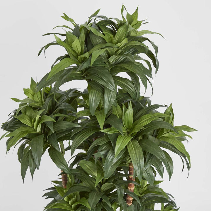 Dracaena Fragrans Multi Tree X8 / 576 Leaves Green