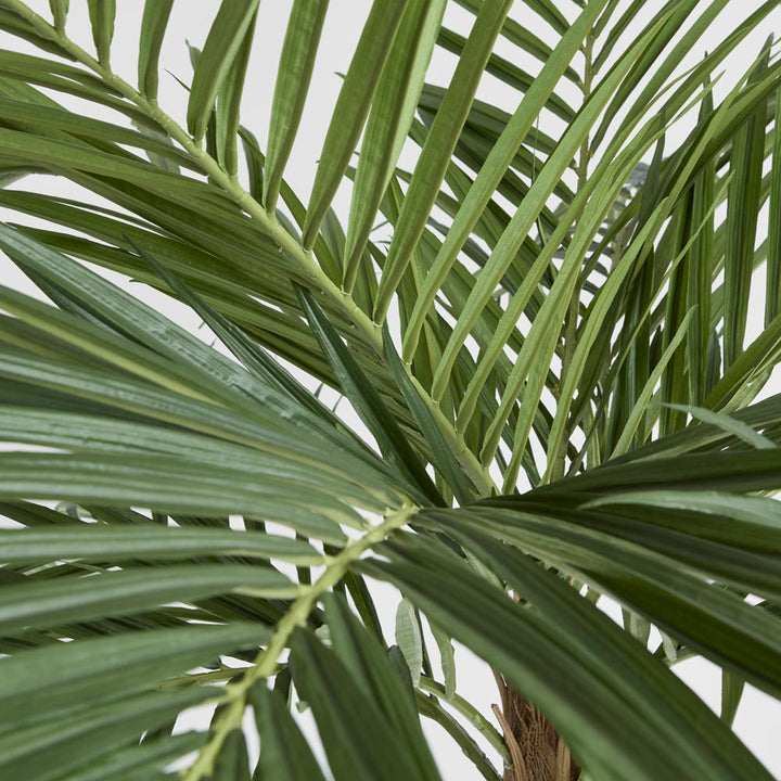 Majesty Palm Tree 240cm
