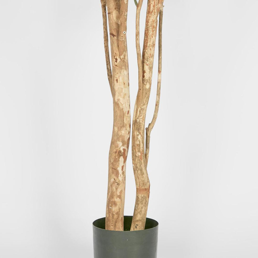 Olive Tree Multi Stem 280cm