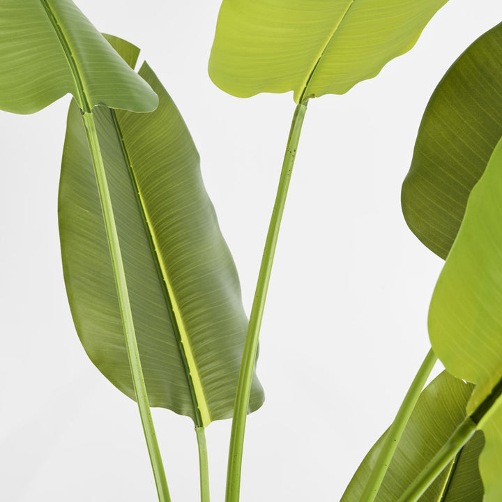 Bird of Paradise Real Touch 210cm
