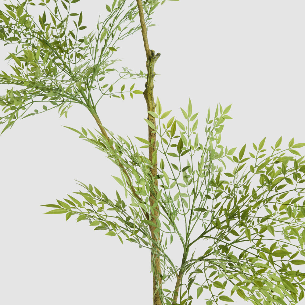 Green Nandina Tree 170cm