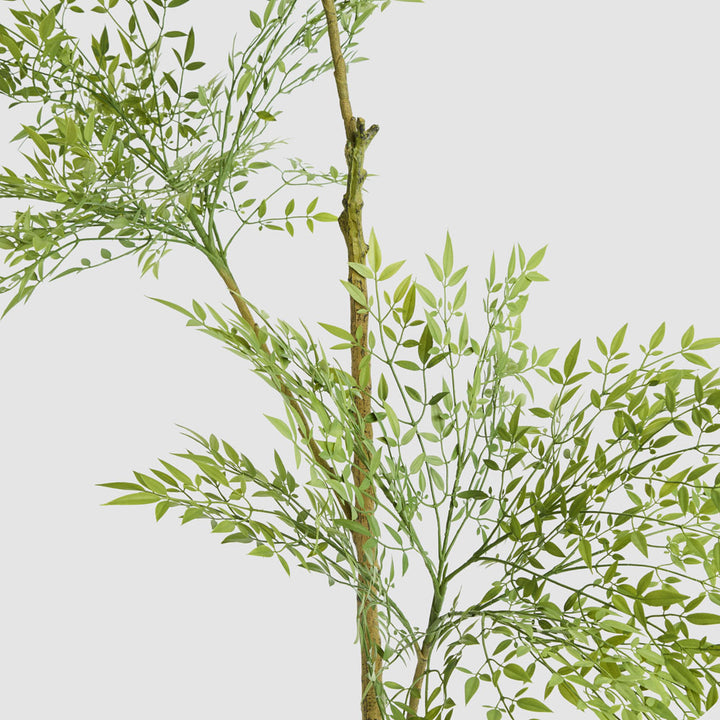 Green Nandina Tree 170cm
