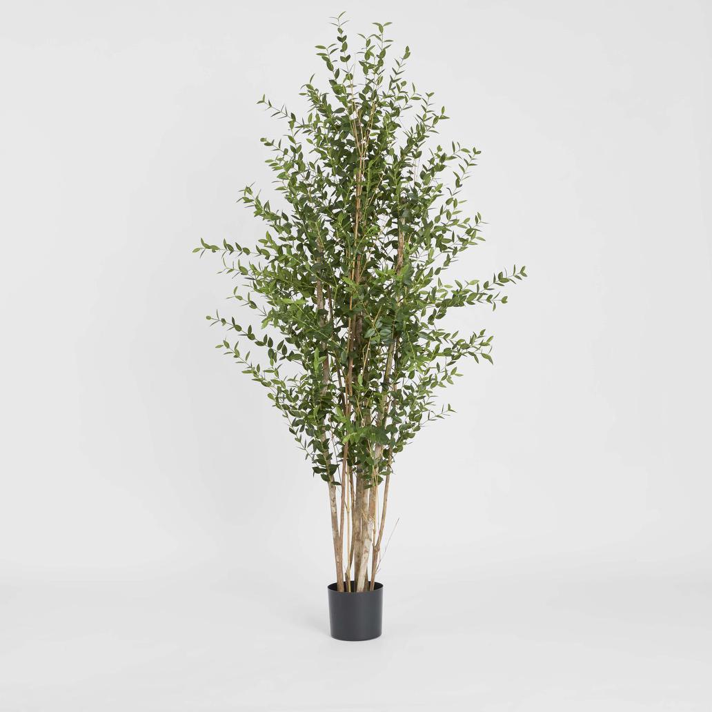Eucalyptus Mini Leaf Tree 180cm Green