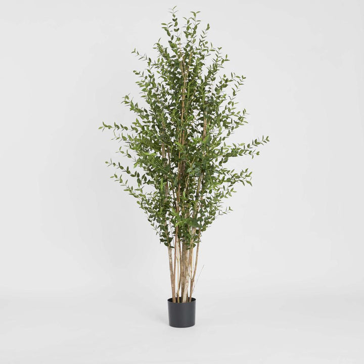 Eucalyptus Mini Leaf Tree 180cm Green