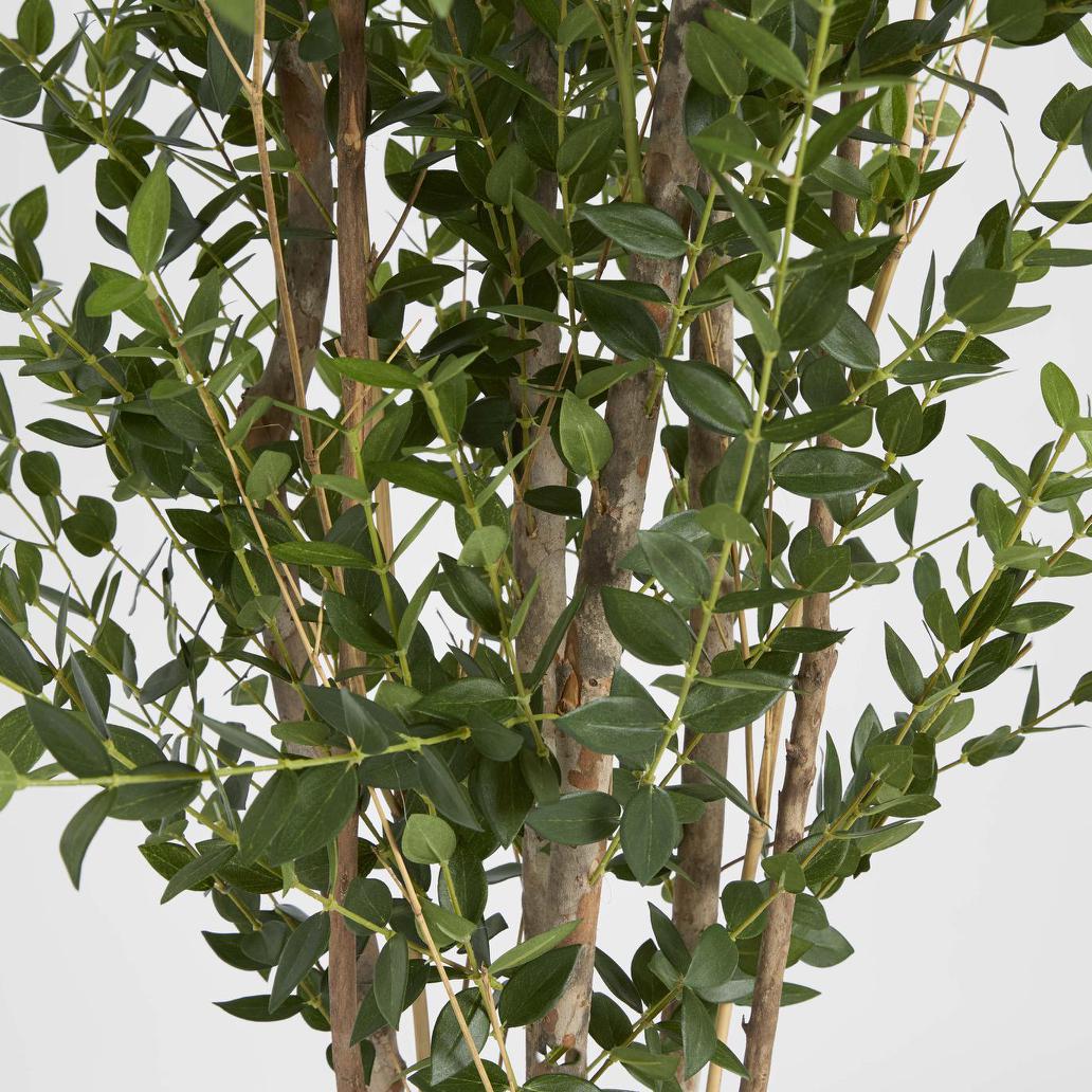 Eucalyptus Mini Leaf Tree 180cm Green