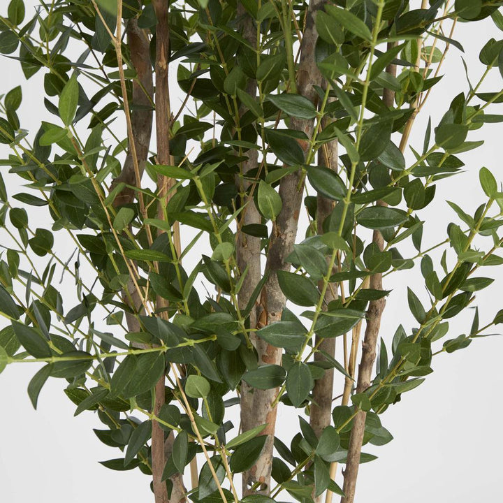 Eucalyptus Mini Leaf Tree 180cm Green