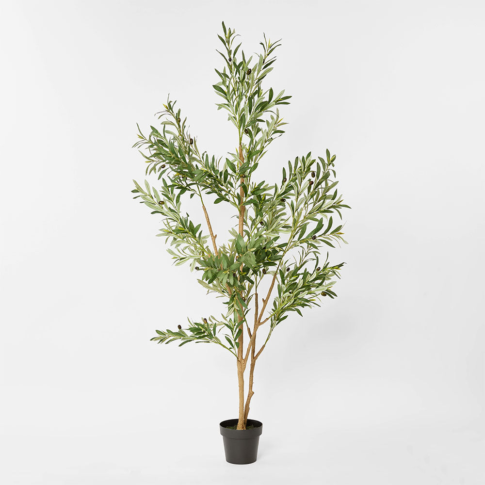 Olive Tree Verdant