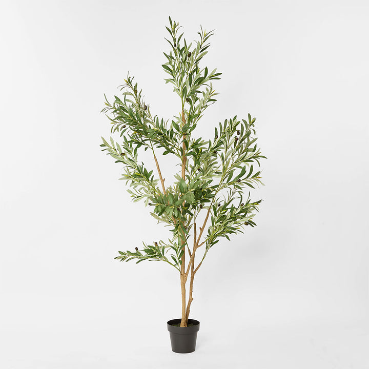 Olive Tree Verdant