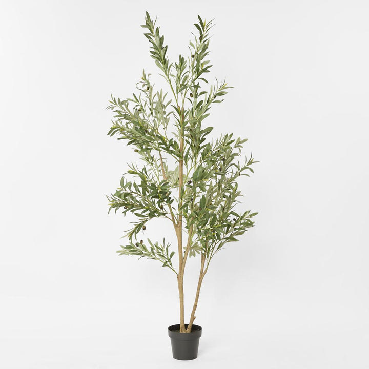 Olive Tree Verdant