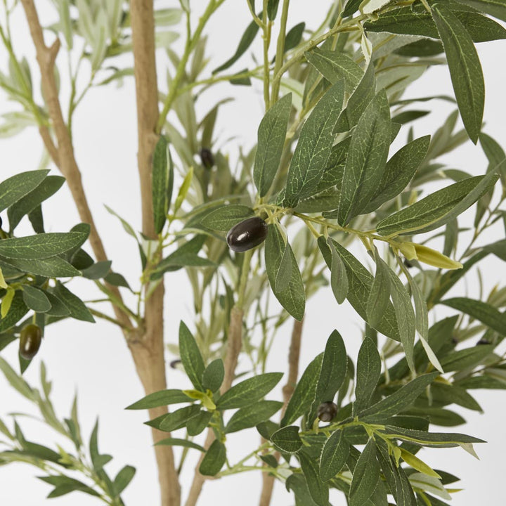 Olive Tree Verdant