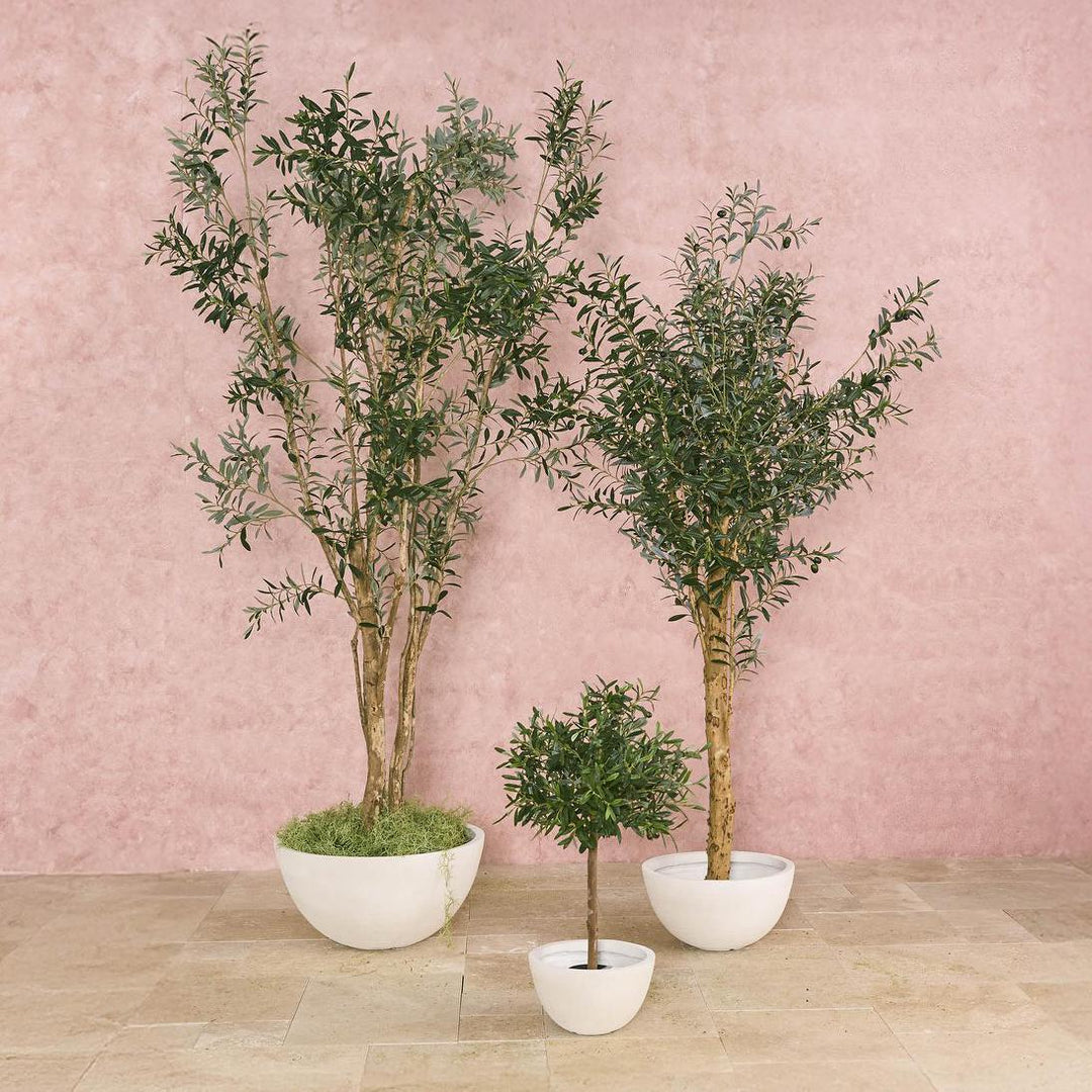 Olive Tree Verdant