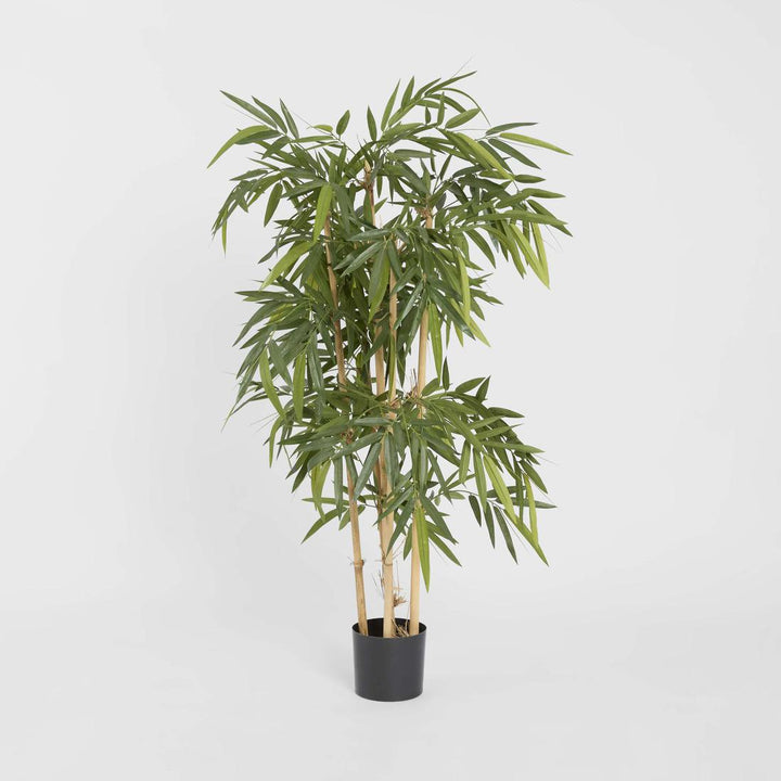 Bamboo Tree 1.2m