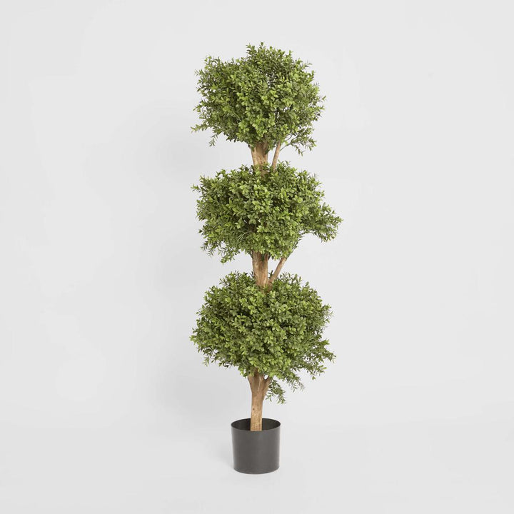 Boxwood Triple Ball Tree 1.2