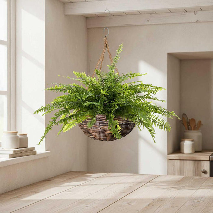 Boston Fern 80cm