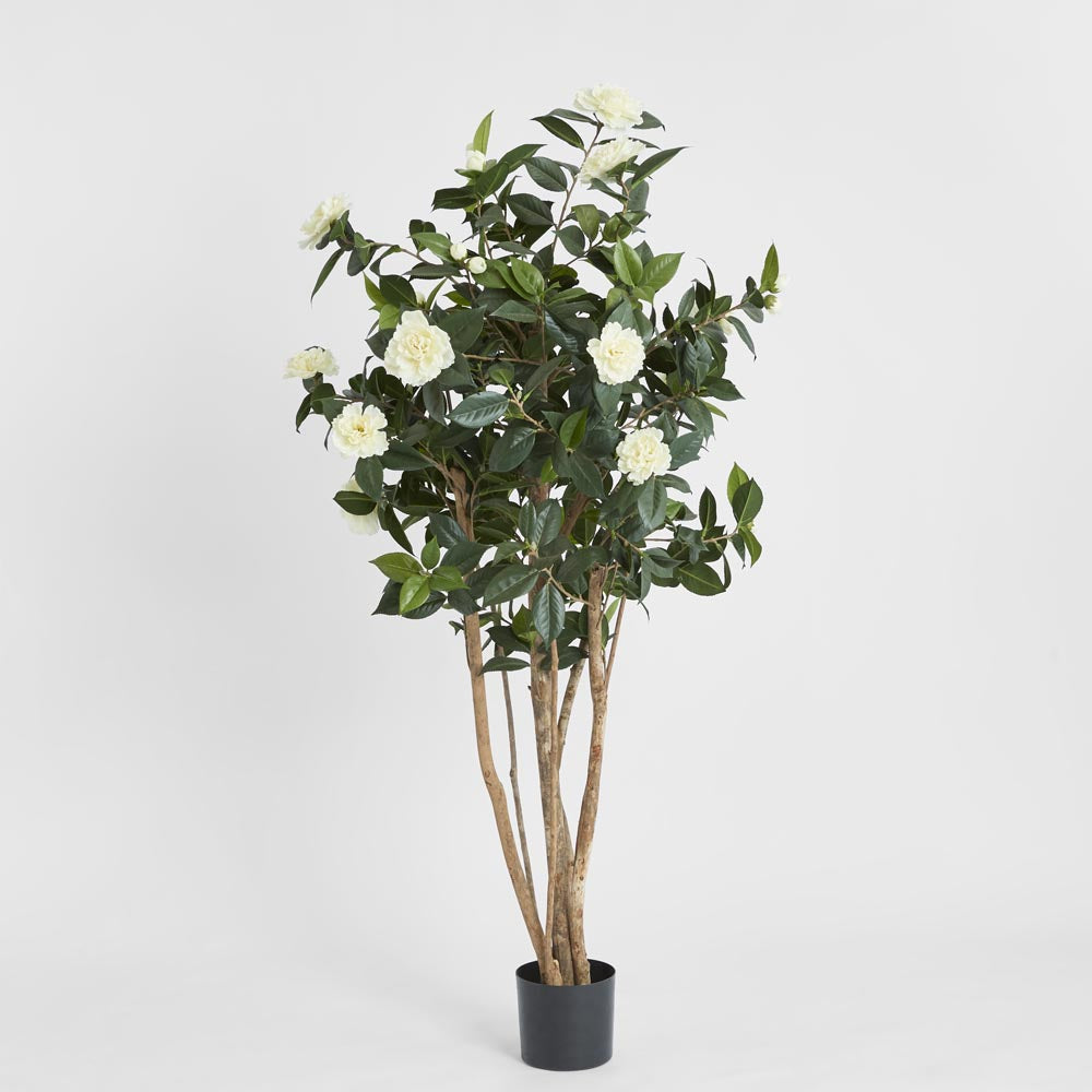 Camellia Japonica Tree White 1.6m