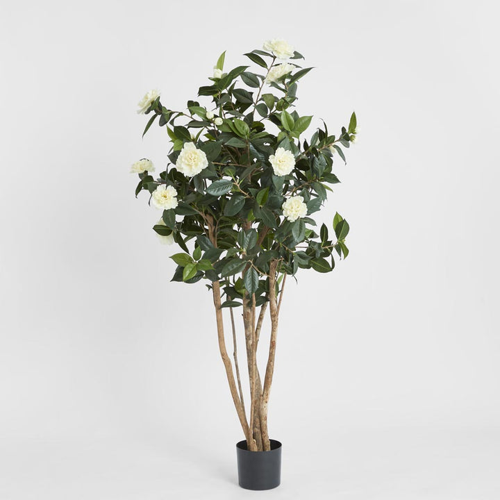 Camellia Japonica Tree White 1.6m