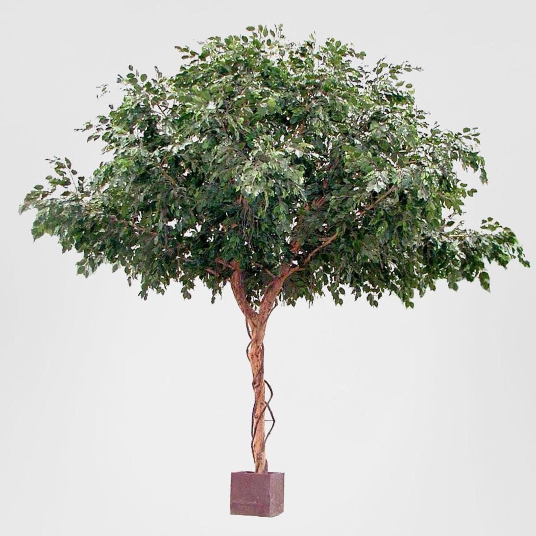 Ficus Exotica Giant Tree 3m